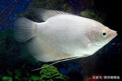 雷龍魚吃孔雀魚嗎好嗎，雷龍魚會吃孔雀魚嗎 雷龍魚吃孔雀魚嗎好嗎，雷龍魚會吃孔雀魚嗎 龍魚百科 第4張