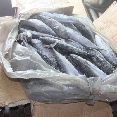 可以把飼料魚都放入龍魚缸么嗎：關于龍魚喂養的問題