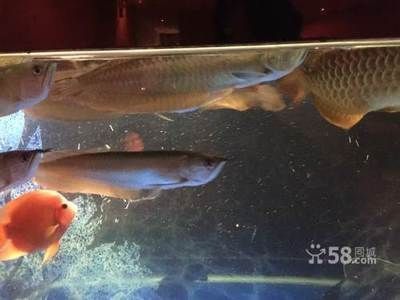 銀龍魚日常管理要點：銀龍魚日常管理需要綜合考慮投餌、水質、溫度、疾病預防