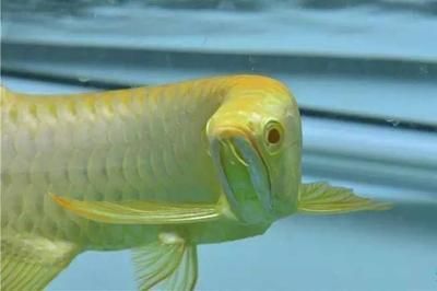 紅眼白子招財龍魚(紅眼白子招財龍魚是什么魚) 龍魚百科 第5張 紅眼白子招財龍魚(紅眼白子招財龍魚是什么魚) 紅眼白子招財龍魚(紅眼白子招財龍魚是什么魚) 龍魚百科 第5張
