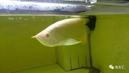 紅眼白子招財龍魚(紅眼白子招財龍魚是什么魚) 龍魚百科 第3張 紅眼白子招財龍魚(紅眼白子招財龍魚是什么魚) 紅眼白子招財龍魚(紅眼白子招財龍魚是什么魚) 龍魚百科 第3張