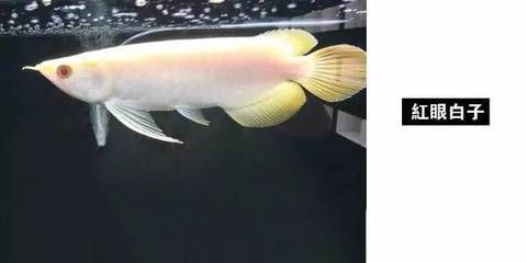 紅眼白子招財龍魚(紅眼白子招財龍魚是什么魚) 龍魚百科 第7張 紅眼白子招財龍魚(紅眼白子招財龍魚是什么魚) 紅眼白子招財龍魚(紅眼白子招財龍魚是什么魚) 龍魚百科 第7張