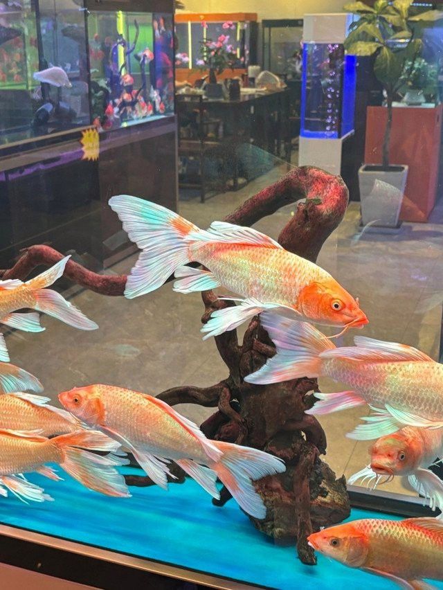 石家莊賣龍魚的市場(chǎng)