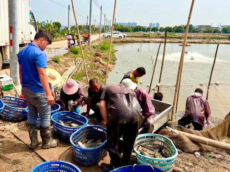 中山龍魚養殖場在哪里啊多少錢一畝