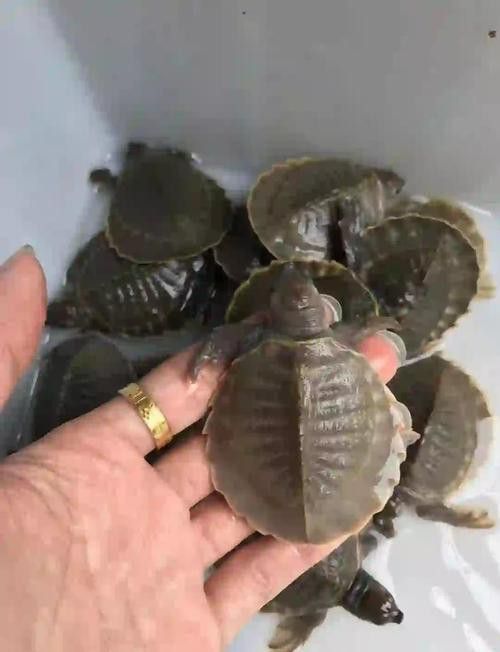 豬鼻龜和金龍魚能混養嗎圖片