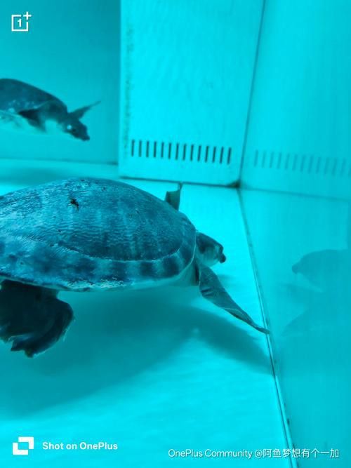 豬鼻龜和金龍魚能混養嗎圖片
