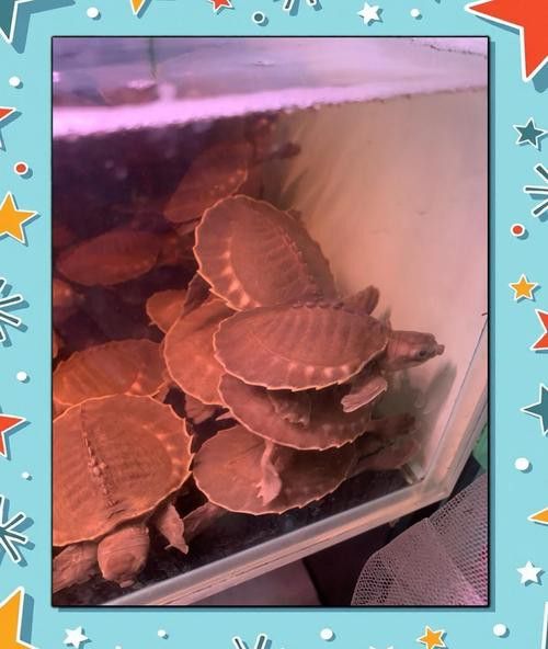 豬鼻龜和金龍魚能混養嗎圖片