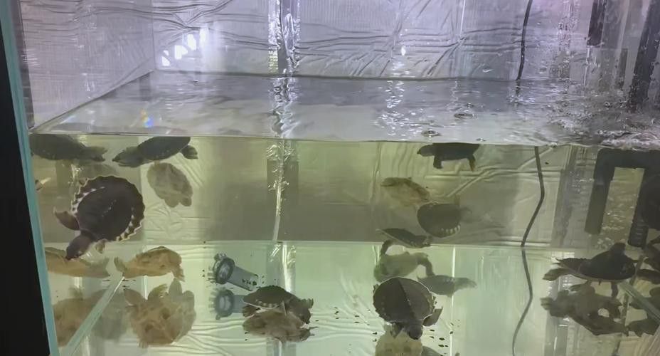 豬鼻龜和金龍魚能混養嗎圖片