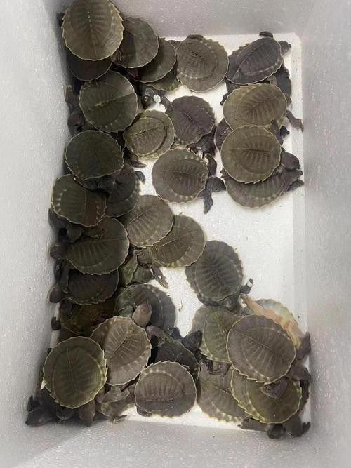 豬鼻龜和金龍魚能混養嗎圖片