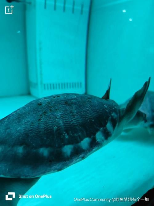 豬鼻龜和金龍魚能混養嗎圖片