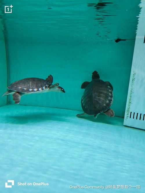 豬鼻龜和金龍魚能混養嗎圖片