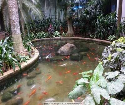 廣州哪里買龍魚最便宜的好：廣州龍魚市場廣州龍魚選購指南 廣州哪里買龍魚最便宜的好：廣州龍魚市場廣州龍魚選購指南 龍魚百科 第3張
