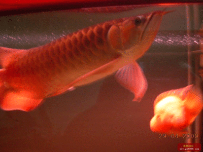 賣龍魚的網站叫什么