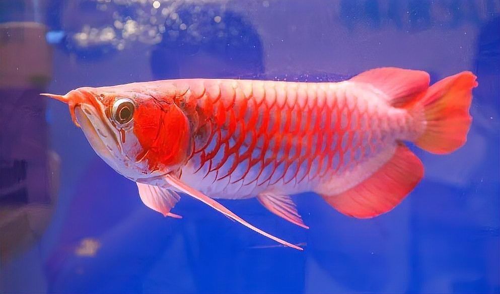 紅龍魚疾病預(yù)防 紅龍魚疾病預(yù)防 龍魚百科 第5張