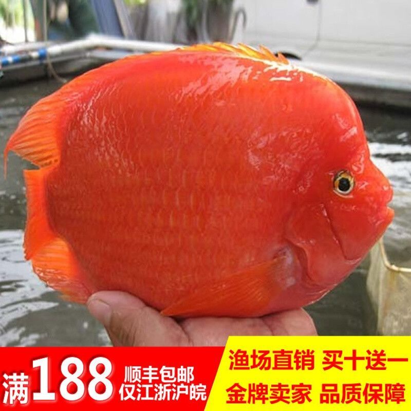 財神鸚鵡魚能和龍魚混養嗎：財神魚和鸚鵡魚能混養嗎
