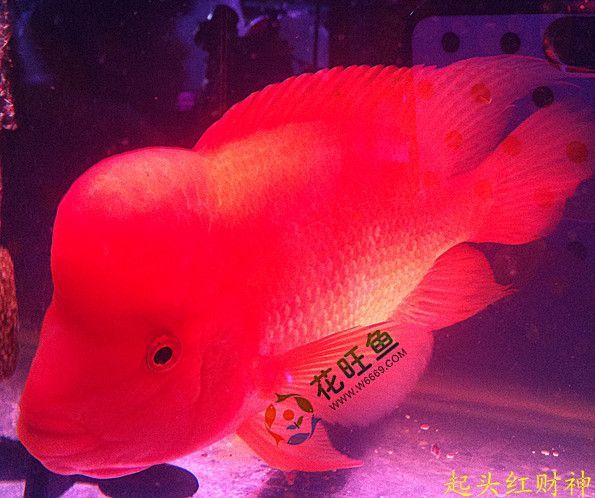 財神鸚鵡魚能和龍魚混養嗎：財神魚和鸚鵡魚能混養嗎