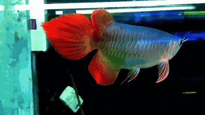 紅龍魚怎么一游起來(lái)鰭就縮起來(lái)了【如何判斷紅龍魚的健康狀況】