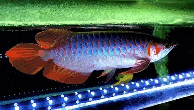 紅龍魚怎么一游起來(lái)鰭就縮起來(lái)了【如何判斷紅龍魚的健康狀況】