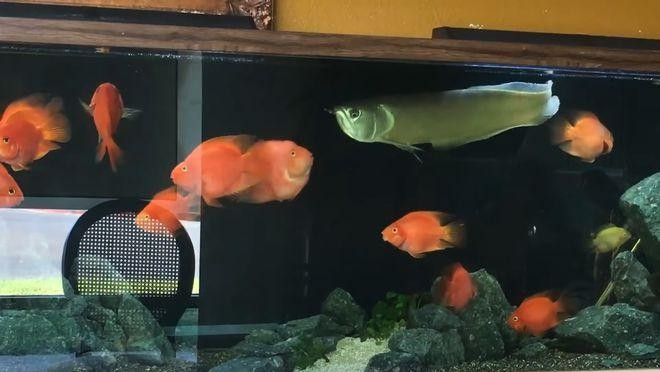 鸚鵡魚和銀龍魚可以混養嗎圖片對比