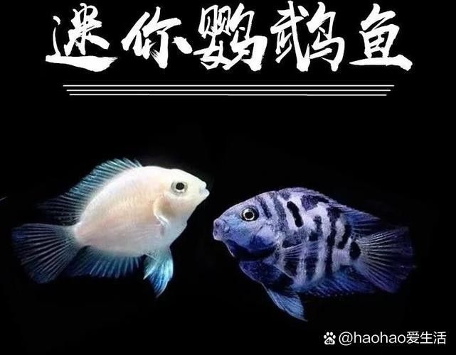 鸚鵡魚和銀龍魚可以混養嗎圖片對比