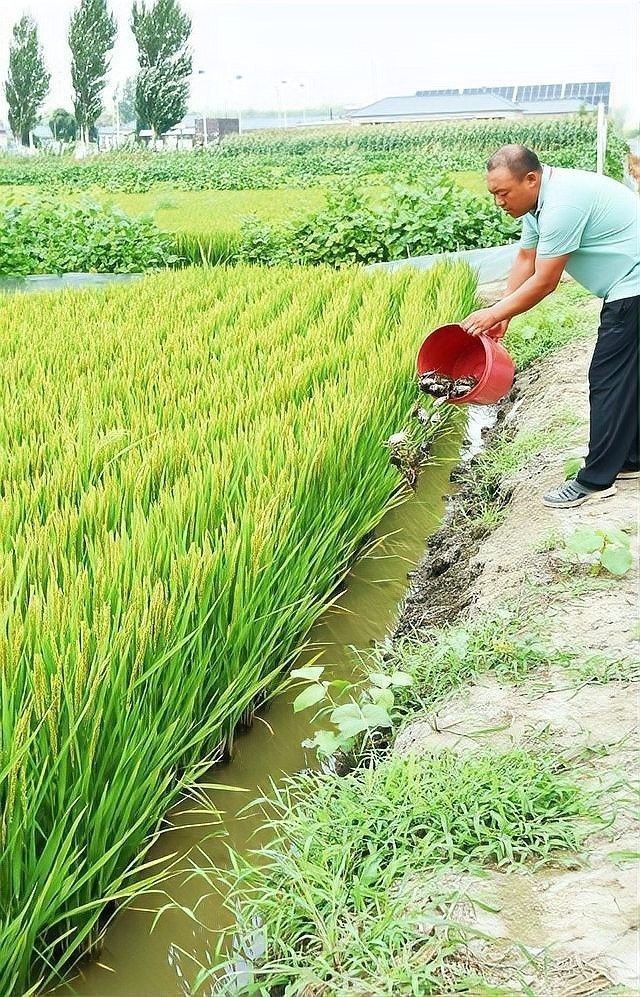 鸚鵡魚和銀龍魚可以混養嗎圖片對比