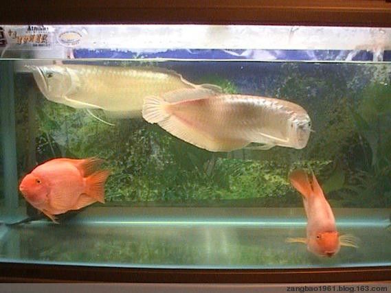 鸚鵡魚和銀龍魚可以混養嗎圖片對比