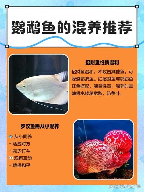 鸚鵡魚和銀龍魚可以混養嗎圖片對比