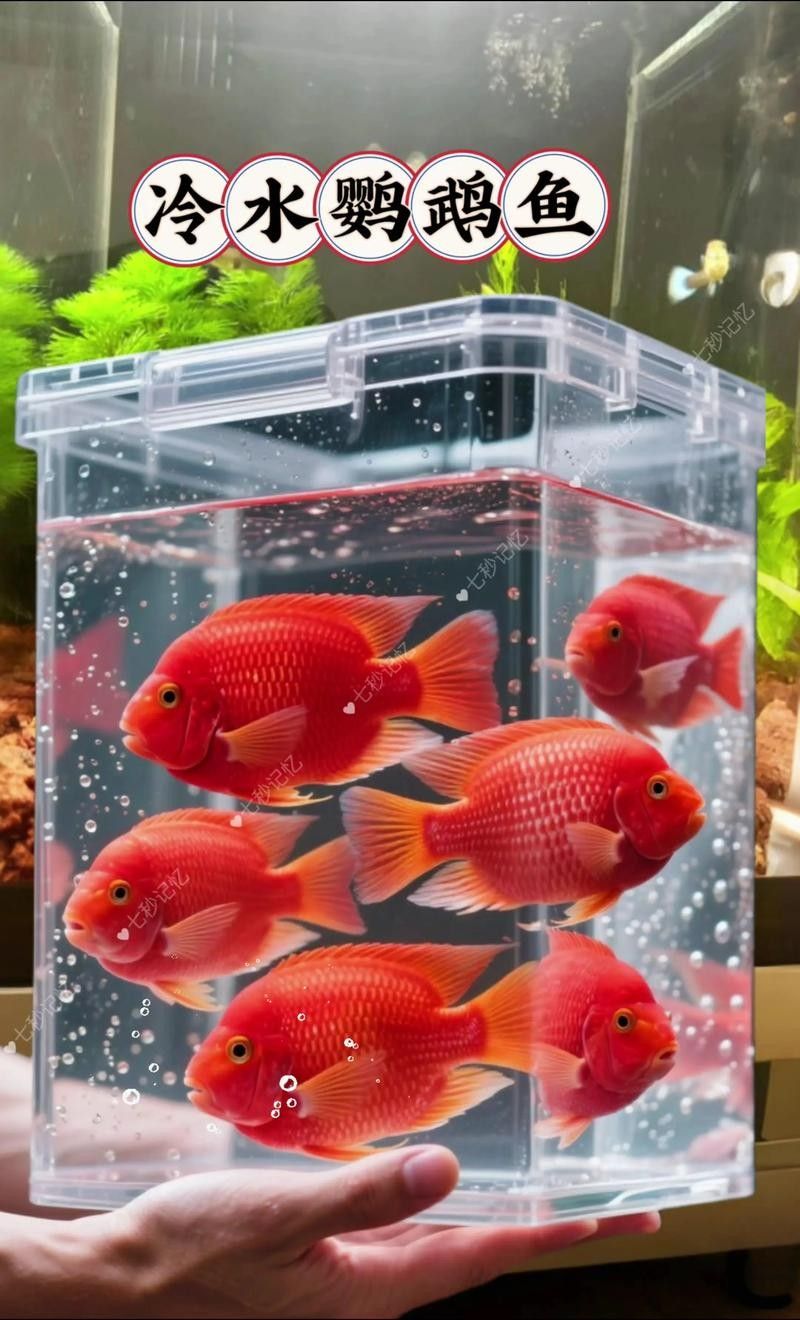 鸚鵡魚和銀龍魚可以混養嗎圖片對比