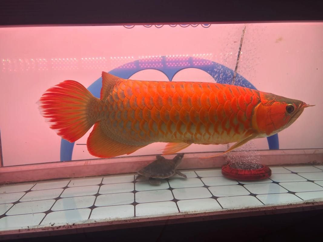 江門龍魚是什么魚圖片大全