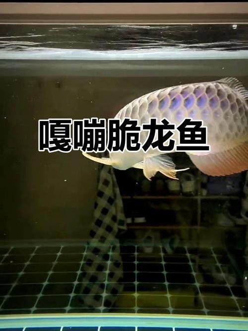 江門龍魚是什么魚圖片大全