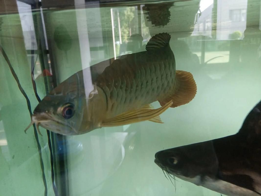 江門龍魚是什么魚圖片大全
