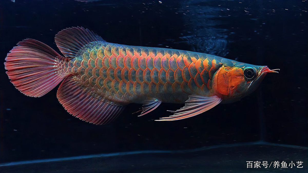 江門龍魚是什么魚圖片大全