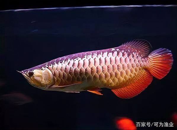 江門龍魚是什么魚圖片大全