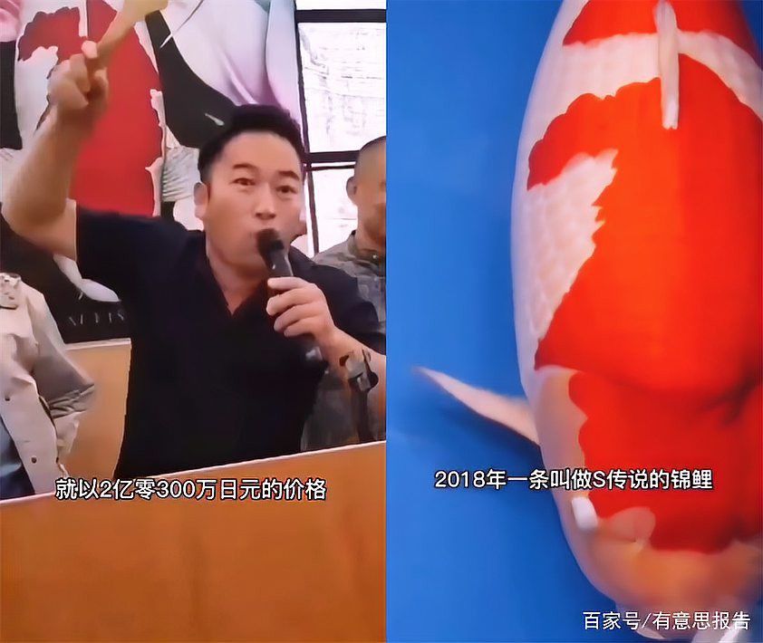 江門龍魚是什么魚圖片大全