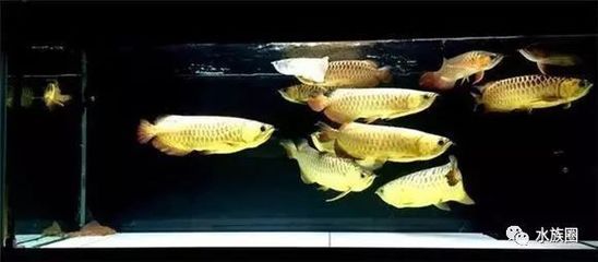 七彩龍魚混養怎么養：七彩龍魚混養怎么養七彩龍魚混養注意事項