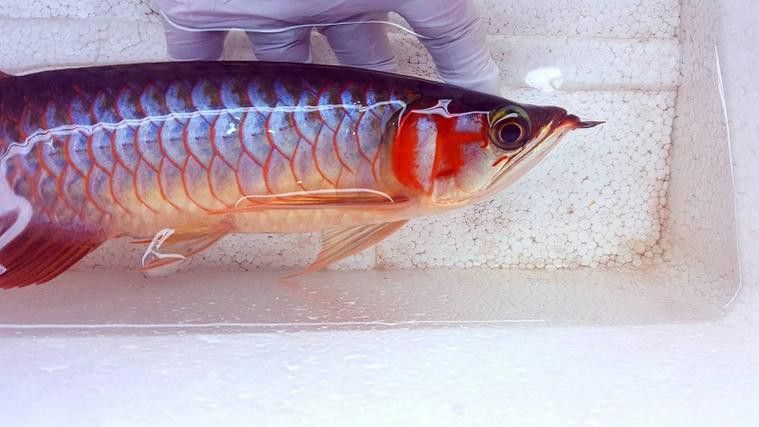 印尼野生龍魚圖片大全