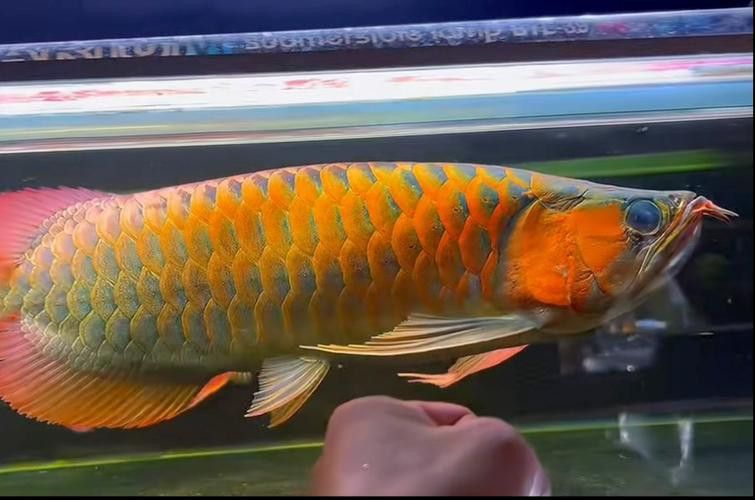 印尼野生龍魚圖片大全