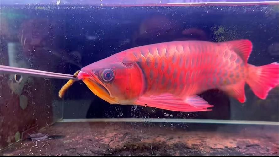 印尼野生龍魚圖片大全