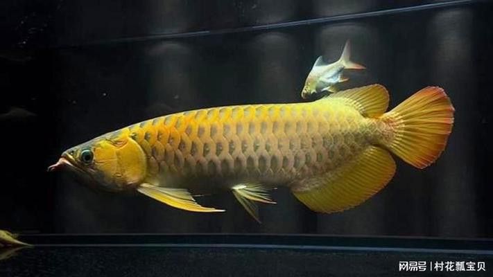 印尼野生龍魚圖片大全