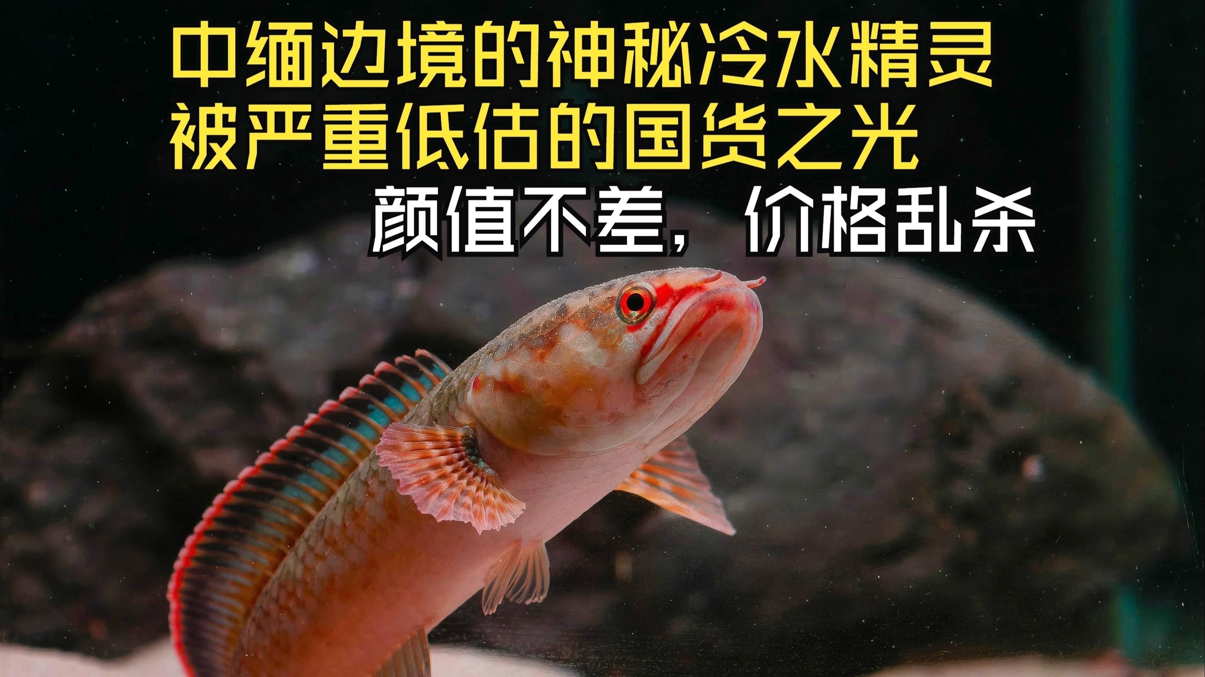 哪些雷龍魚品種比較安全？