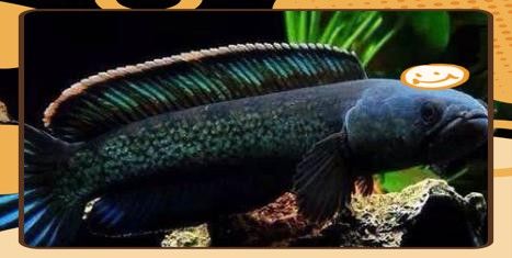 哪些雷龍魚品種比較安全？
