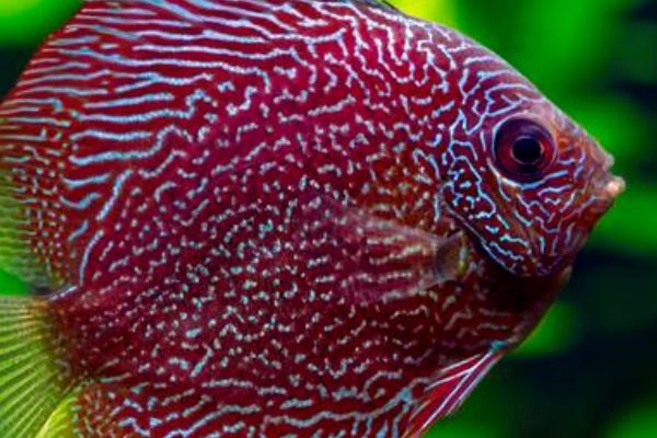 紅龍魚和七彩混養好不好：紅龍魚和七彩神仙魚可以混養嗎 紅龍魚和七彩混養好不好：紅龍魚和七彩神仙魚可以混養嗎 龍魚百科 第3張