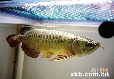 世界第一龍魚品種排名，龍魚品種排名前十名