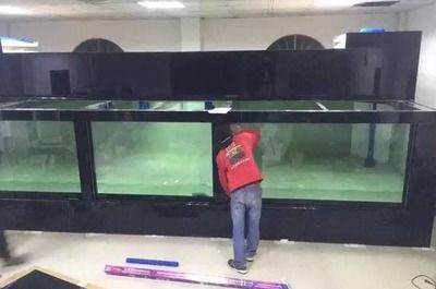 龍魚玩家最佳龍缸尺寸多大合適：關于龍魚玩家最佳龍缸尺寸的建議