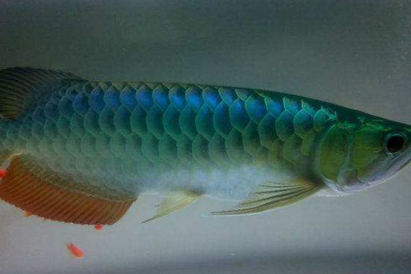 過背金龍魚什么時候發色（揭秘藍底過背金龍魚的藍底發色原因）