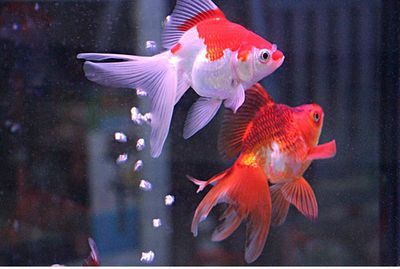 家里養龍魚好嗎風水好嗎：養龍魚被認為是吉祥和好運的象征，家里養龍魚好嗎風水好嗎