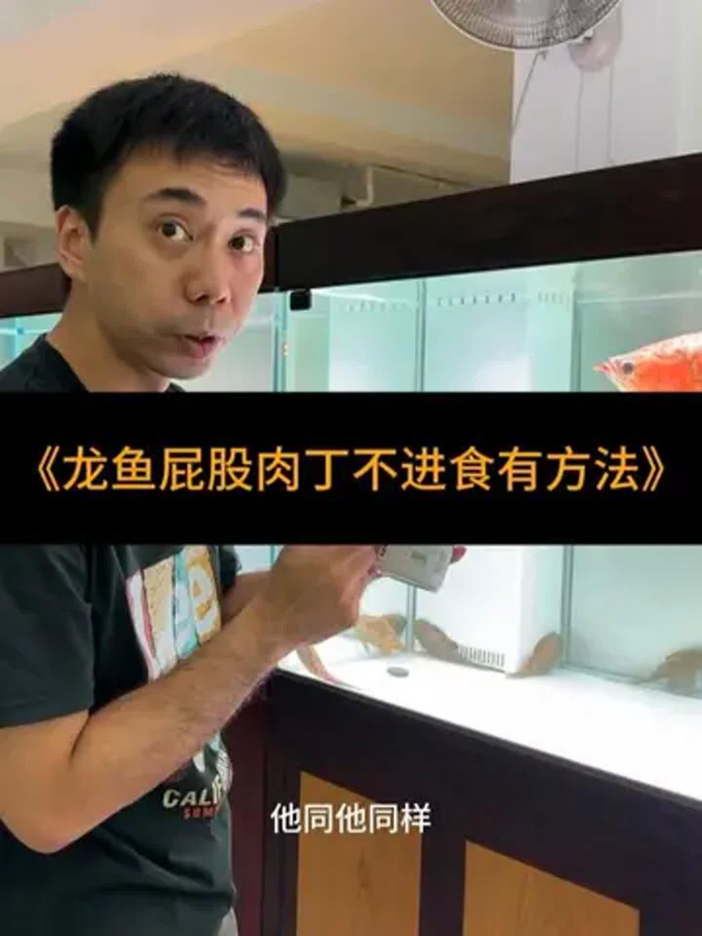 如何預防紅龍魚拒食？