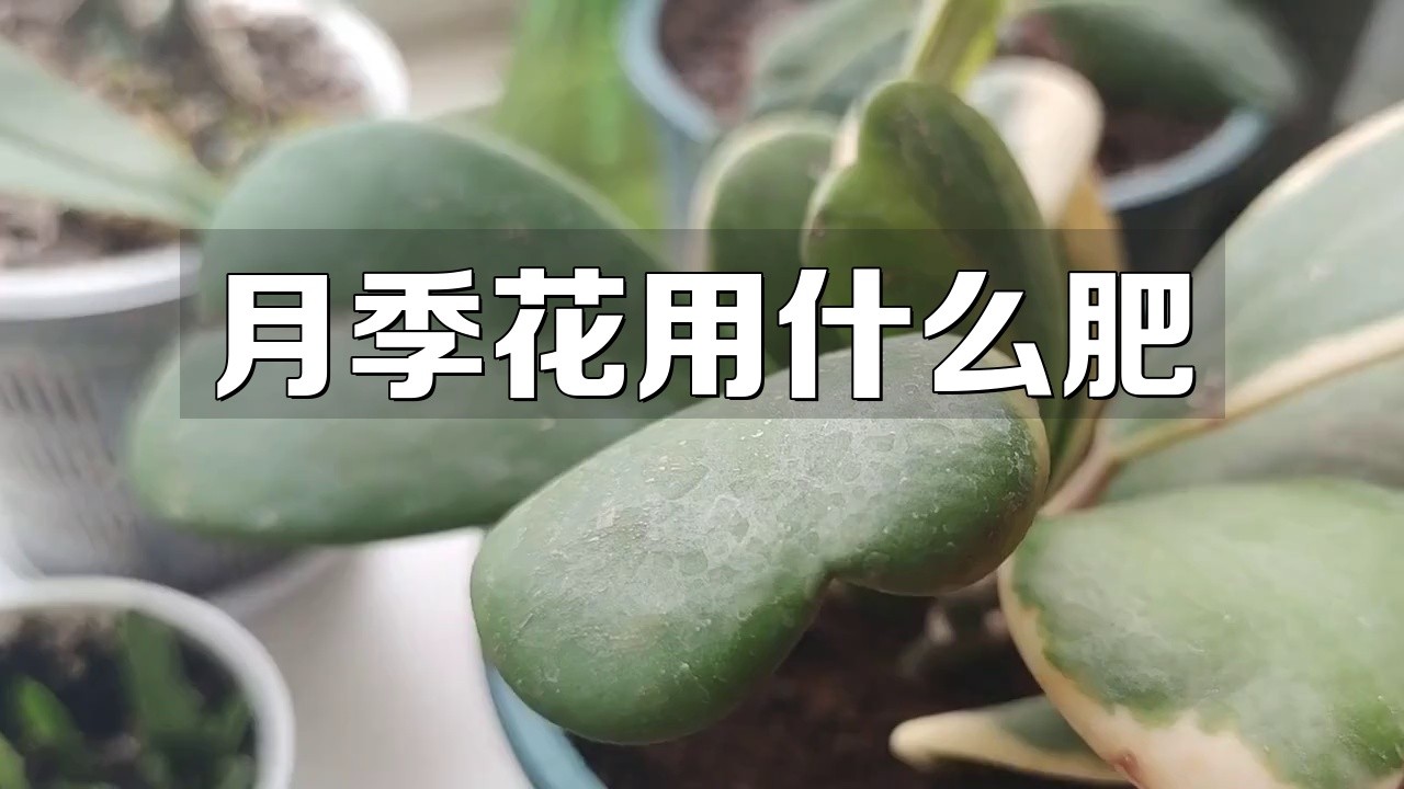 如何給紅龍月季施肥？