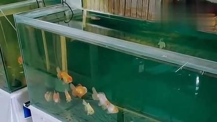 水霉病魚體護(hù)理技巧：水霉病水質(zhì)管理，水霉病魚體護(hù)理誤區(qū)