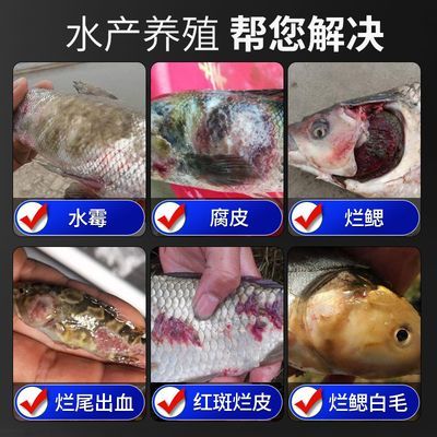 水霉病魚體護(hù)理技巧：水霉病水質(zhì)管理，水霉病魚體護(hù)理誤區(qū)
